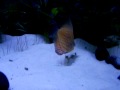 Mbu Puffer Geoffery Feeding then being wierd Mbu Puffer Geoffery Feeding then being wierd