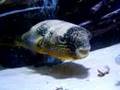 Mbu Puffer Geoffery Feeding then being wierd