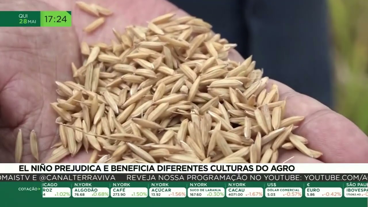 El Niño prejudica e beneficia diferentes culturas do agro