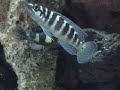 Fish Fights