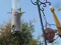 Carduelis tristis American Goldfinch