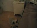 fluffy jumping on the bed