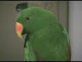 Return of Riley the Talking Parrot Return of Riley the Talking Parrot