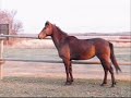 Rue Reining Training & Misc Video\ Rue Reining Training & Misc Video\