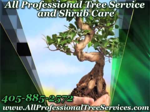 how to transplant sycamore tree