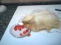 comiendo la cobaya sandia