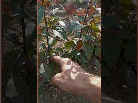 YouTube video preview