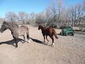 Renny trotting around Renny trotting around