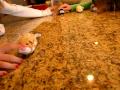 All of my 5 zhu zhu pets