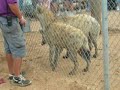Hyenas Laughing Hyenas Laughing