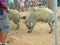 Hyenas Laughing