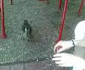 Playing With The Ducks At Disney =]