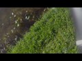 Peacock Bass Fising