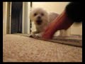 biting.AVI