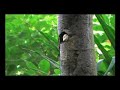 Lineated Barbet Chick