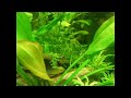 apistogramma nijsseni
