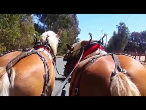 how to drive a horse carriage