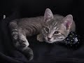 Vita da gattini - Kittens\