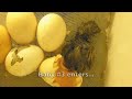 The baby chickens hatch!