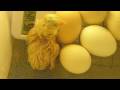The baby chickens hatch!