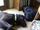 Two Best Friends 16: Ralphy Gets Licked