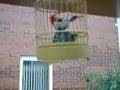annoying bird