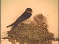 Baby Barn Swallows Being Fed