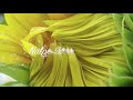Transcendental Meditation - Joy is in the Infinite