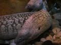 Sea Life Oberhausen Compilation 2009