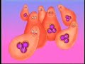 NONI NONI