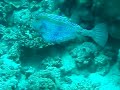 Scuba Diving to the Ship Wreck in Aqaba (Red Sea)