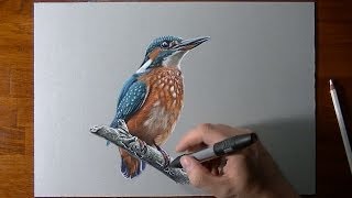 Disegno realistico in timelapse: un uccello (Martin Pescatore)