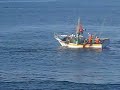 Bait fishing in the Azores ( pesca a sardinha)