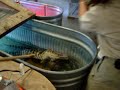 Alligator is willing to be caught by hand.  This keeper has created a place of reward for being handled.  The cooler is the feeding place of the individual alligator