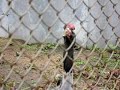 Lekking behavior of a Black-necked Crane (Grus nigricollis)