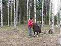 videos de Sirius 18.5.2008