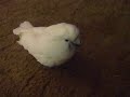 Guard Bird on Duty protecting mommy!