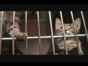 Filled with Felines!.wmv Filled with Felines!.wmv