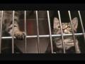Filled with Felines!.wmv