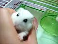 hamster0703