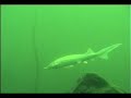 Scuba diving in Lestinka,Underwater video housing Aquabox