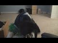 K9 Houdini (YTO 257)