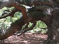Angel Oak video 09