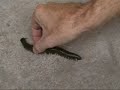 Giant THAILAND MILLIPEDE