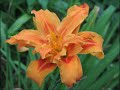 Flowers of Mount Washington - Photographs by Victoria Polin Flowers of Mount Washington - Photographs by Victoria Polin