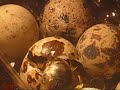 Japanese Quail Hatching - Home Made Incubator Japanese Quail Hatching - Home Made Incubator