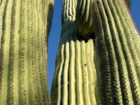 how to transplant saguaro cactus