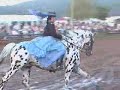 Apollon, Knabstrupper Stallion, Freestyle