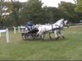 Lipica 2008, dressage and marathon