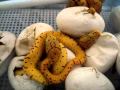 Green Tree Python (Chondros) Breeding & HATCHING! Babies Green Tree Python (Chondros) Breeding & HATCHING! Babies
